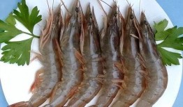 养殖对虾爆料方法视频讲解,视频讲解揭秘高效养殖技巧